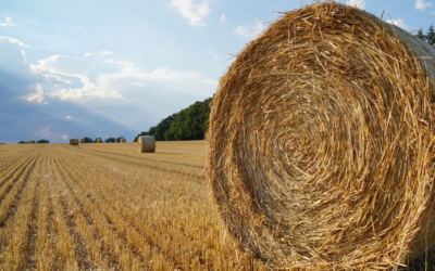 Pressage et bottelage : automatisez votre facturation et gagnez un temps précieux avec Facilitime